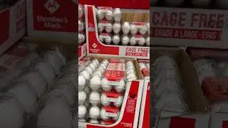 Raising Chickens #shorts #free #eggs #chicken