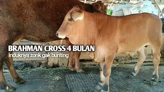 BRAHMAN CROSS USIA 4 BULAN TANPA COMBORAN