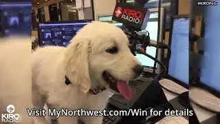 KIRO Radio wants to see your Patriotic Pets!