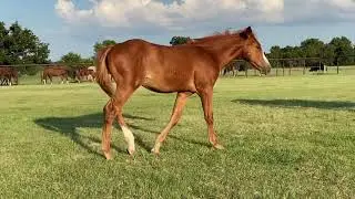 2006 dual Rey mare with Kit Kat sugar foal & embryo