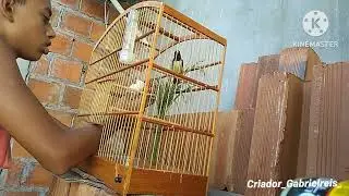 Limpando a Gaiola do Papa capim, Grau completo na Gaiola!