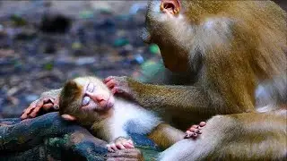 LEO Was Happy To Get Pr0perly Gr0oming But N0 Milk Feeding Even He Try To Request Milk Feeding