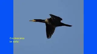 Foto di uccelli nel loro ambiente