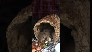Juvenile Eastern Gray Squirrel Eating