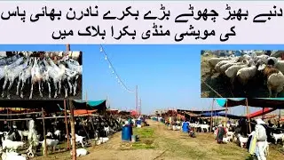 Block of goats in the cattle market of Northern Bypass