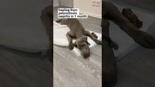 Weimaraner 4 months old healing from &ldquo;Polyradiculoneuritis&rdquo; ❤️💪#weimaraner #polyradiculoneuritis