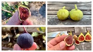 FIG ORCHARD TOUR | WINTER 20’