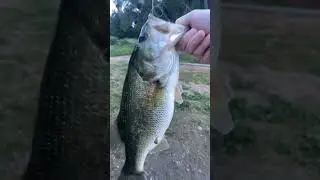 Puddingstone Bass On the Dropshot #fishing #bass #dropshot #socal