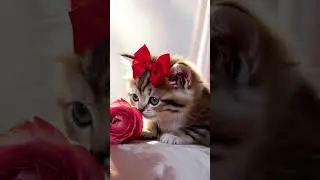 cat girl #instavideo #awesomevideo #cinema