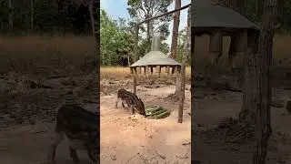 Amazing Quick Powerful Wild Pig Trap Make By microphone with Hole #animaltrapper #wildlife