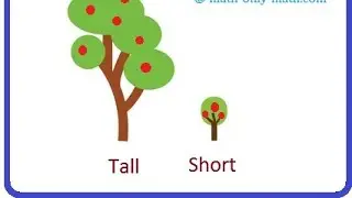 Tall and Short | Comparison for Kids | Learn Pre-School Concepts /tall and short pre primary