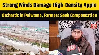 Strong Winds Damage High-Density Apple Orchards in Pulwama, Farmers Seek Compensation | N18V