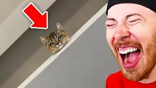 FUNNIEST Animals on The Internet!