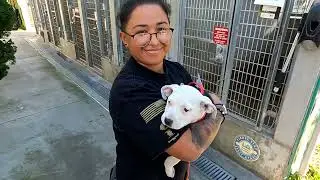 Станьте приемным родителем для своего питомца с помощью LA Animal Services.
