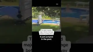 #Deer breaks into home and then goes for a #swim