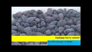 Haskapp berries harvesting  begun in ATSUMA town , Japan&rsquo;s largest grower 【HTB　HOKKAIDO NEWS】