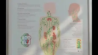 The Lymphatic System Anatomy Chart from www.educare.design