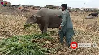 Dosu Jat buffalo || Dosu jat baby calf Price 25 Lakh || Kundhi buffalo calf