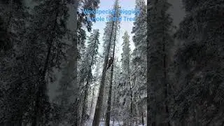 Woodpecker Digging Hole #shorts #reels #trending #short #shortvideo #trendingshorts #viral