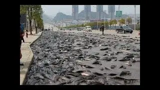 Amazing Fish Rain 2018 l  FISH RAIN DOWN FROM SKY l Mexico 2017 IWow !! Amazing Fish Rain like