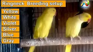 Yellow White Blue Silver Ringneck Parrot Breeding setup