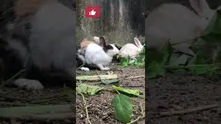 The Ultimate Guide to Rabbit Farming in Any Climate