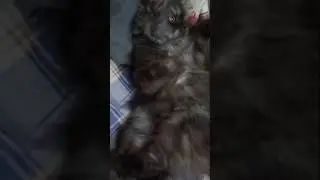 January 27, 2026❣️🤗❣️#cats #trendingshorts #animalshorts #catshorts #cuteanimals #car #viralvideo