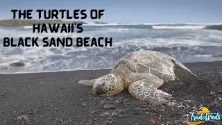 Discover the Turtles of Hawaii's Black Sand Beach