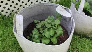 The Hampton Roads Gardener: Growing Potatoes in Containers (Episode 4)