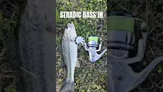 Shimano Stradic is a great bass reel.