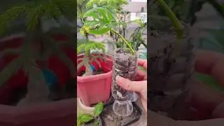 Broken Heart Plant Cutting | Water to Soil Step-by-Step#monsteraadansonii#PlantPropagation