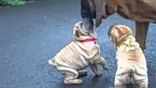 Tuck 'n Roll Acres | Shar Pei Breeder USA | The Wrinkle Dog