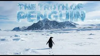 The True Story of the Penguin | Why Nihalist Penguin took the lonely path #penguin #penguins