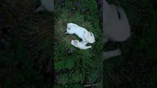 You know how to relax 💚 #nature #healing #mood #capm #peace #animals