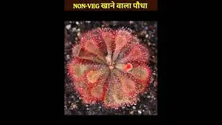 मांस खाने वाला पेड़|| Utricularia furcellata plant|carnivorous plants #shorts #utriculariafurcellata