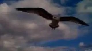Gull - Helsinki Aug 08