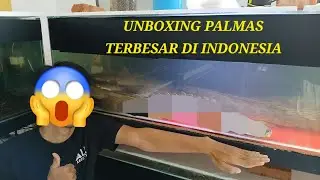 Unboxing Ikan Polypterus/Palmas Terbesar di Indonesia Dari Guinea Afrika 
