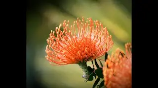 Ultra Rare Flower Hunt