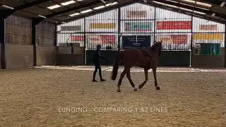 Comparing the differences between using 1 & 2 lunge lines