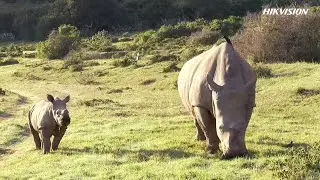 Protect Rhinos with Hikvision and Kariega Game Reserve
