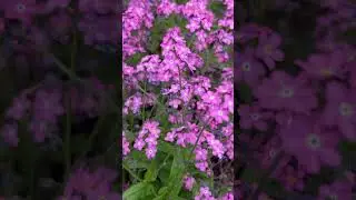 Forget Me Not Flowers.😍                  #springflowers #londonnature #shortvideo