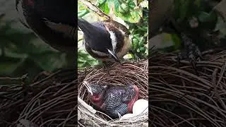Fire Wasp Feeding | EP 52 DAY 3 |  #birdfeeding #nature #wildbirds #birdwatching #birdnerd