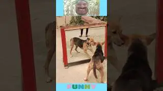 super funny video 🤣 #funny #dogprank #prank #fun #shorts