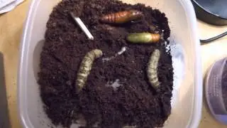 Tomato Hornworm Pupating in Timelapse!