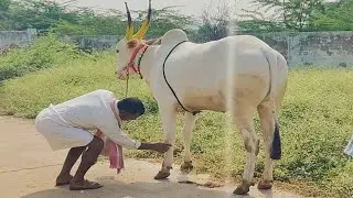 design Seema Cattils Videos // Santekallur Basha Bulls Videos