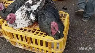 قدم زدنی واقعی در میان پرندگان و شلوغی دوست داشتنی بازار A peaceful walk Through the Bird Market 