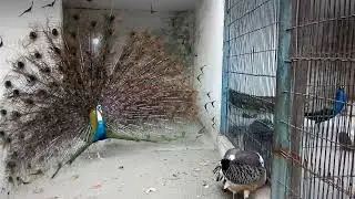 Peacock Dance Display - peacock Opening Feathers HD &bird sound | amazing opening feather peacock 🦚