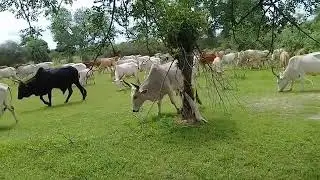 pulaagu Beelel gawde