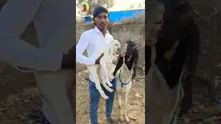 😍 Totapari Goat Baccha | Desi Bakra Baby 🐐 | Bakri Palan #Shorts