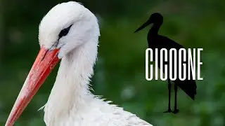La CICOGNA 🌍 Come e dove vive e cosa significa il suo arrivo!